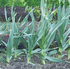 Allium ampeloprasumvar.Ampeloprasum