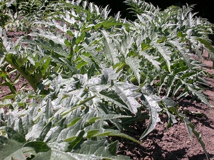 Cynara cardunculus artisjok