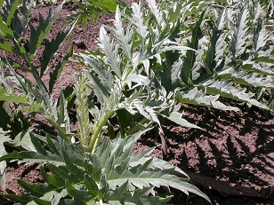 Cynara cardunculus kardoen