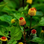 Spilanthes oleracea 150