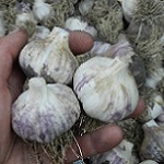 Allium sativum Bavarian