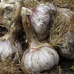 Allium sativum Granada