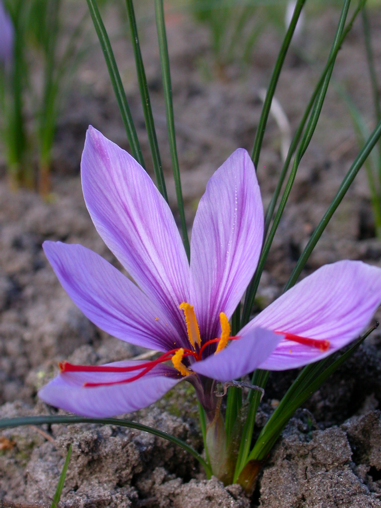 perspectief systematisch hoop Ecohoeve 'Den Oude Kastanje' - bijzondere & vergeten groenten -  SAFFRAANKROKUS (Crocus sativus)
