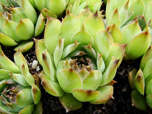 Sempervivum tectorum2