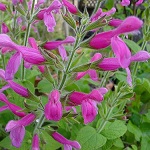 salvia dorisiana 150