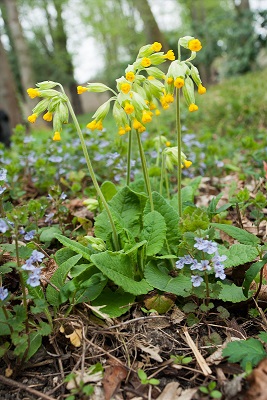 sleutelbloem