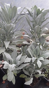 'Den Oude Kastanje' - bijzondere & groenten - CALIFORNISCHE WITTE (Salvia