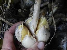 Allium ampeloprasumvar.Ampeloprasum2