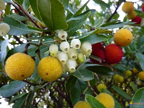 arbutus unedo1
