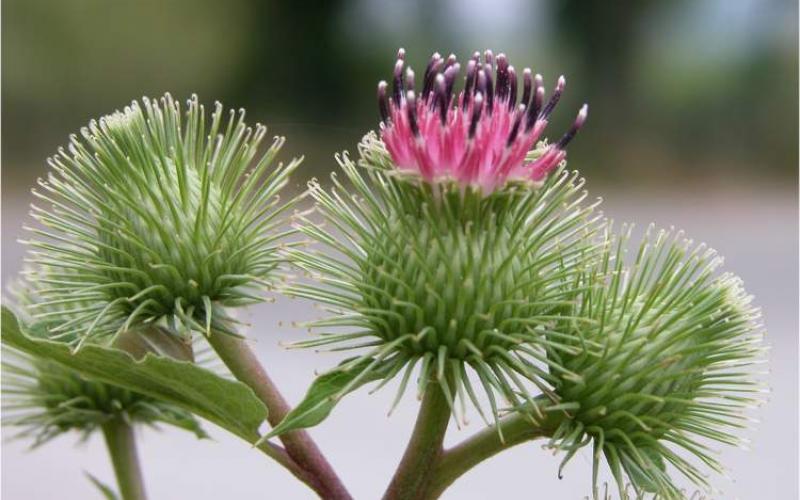arctium lappa 2