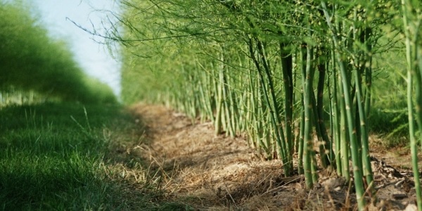 asperge