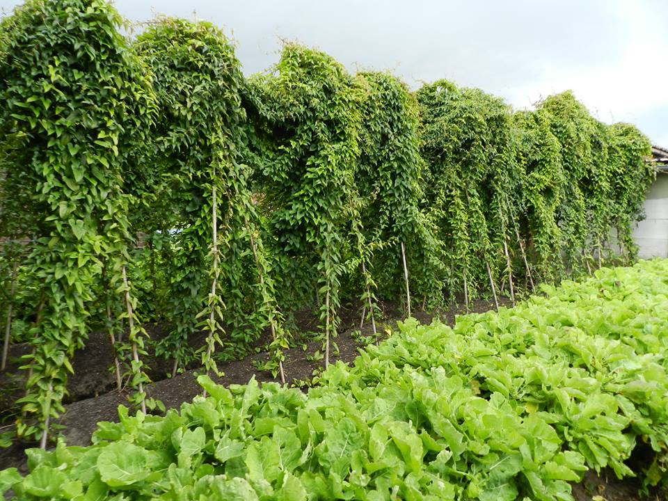 Dioscorea opposita 2