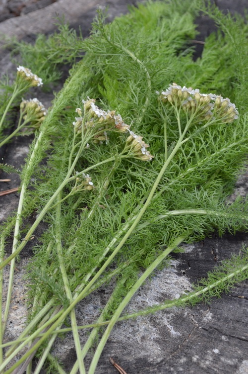 duizendblad