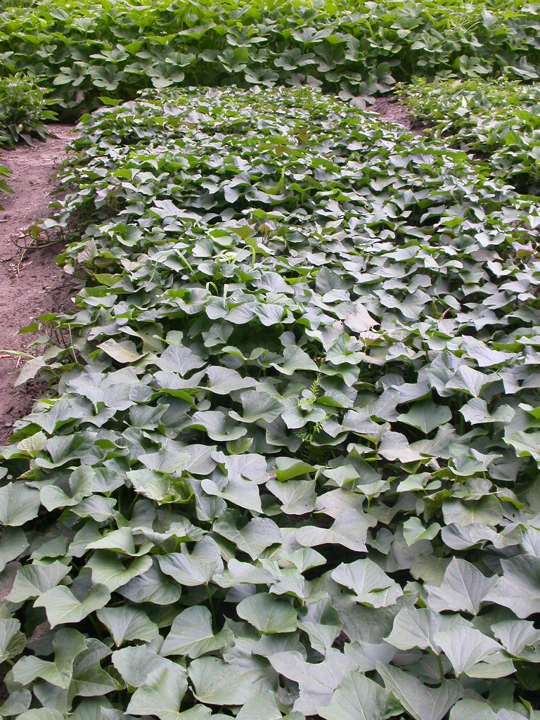 Ipomoea batatas 2