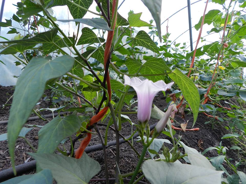 Ipomoea batatas 3