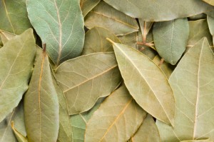 Laurus nobilis