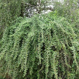 lycium barbarum