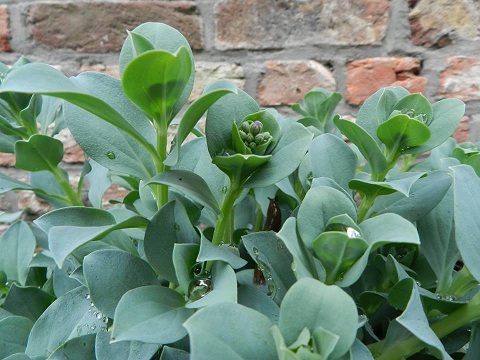 mertensia maritima