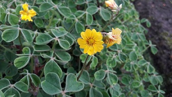 ocabloem