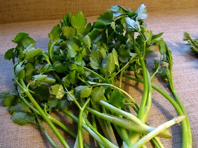 Oenanthe javanica