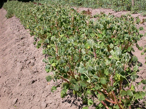 Oxalis tuberosa 2