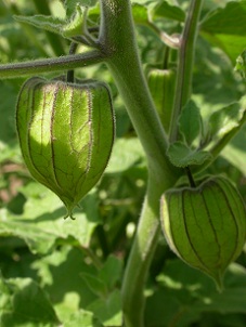 Physalis peruviana