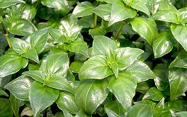 Rungia klossii
