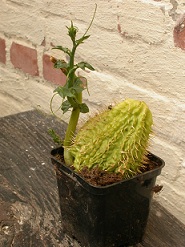 Sechium edulis3