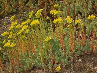 Sedum rupestre