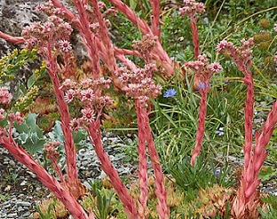 Sempervivum tectorum