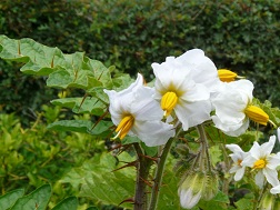 Solanum sisymbriifolium