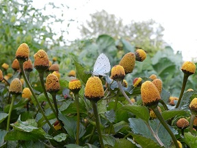 Spilanthes oleracea