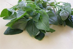 tetragonia tetragonioides