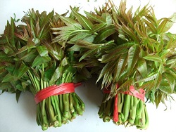 Toona sinensis