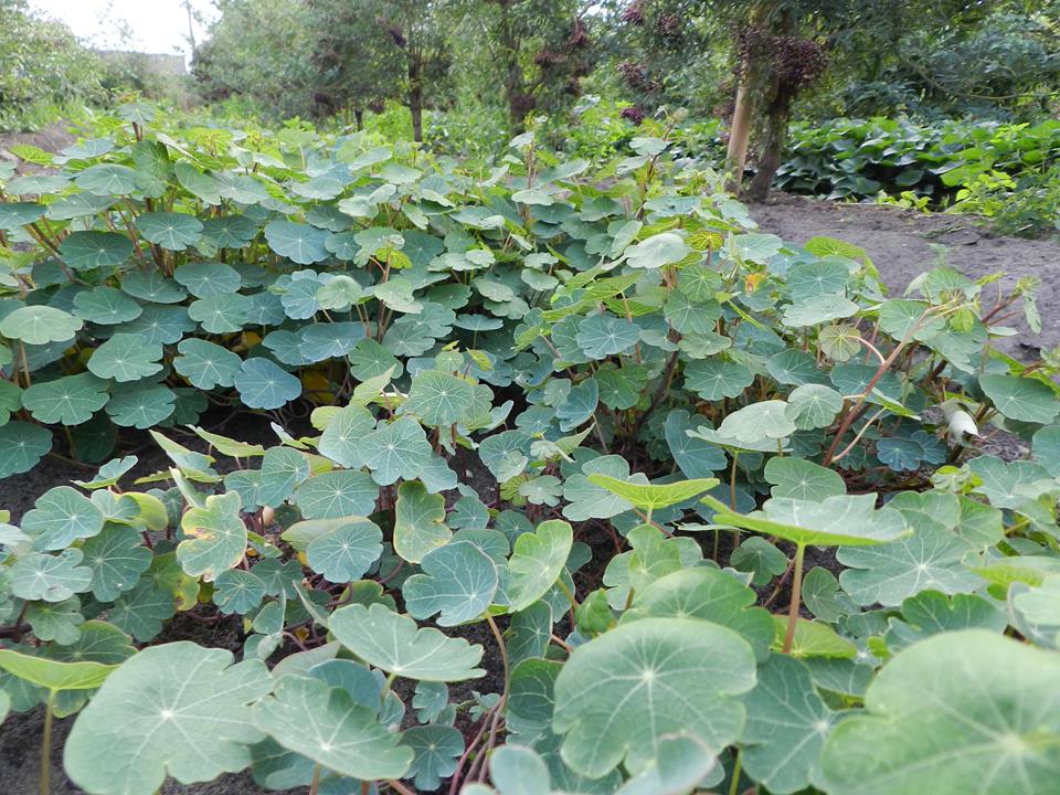 Tropaeolum tuberosum 2