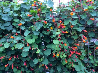 Tropaeolum tuberosum 3