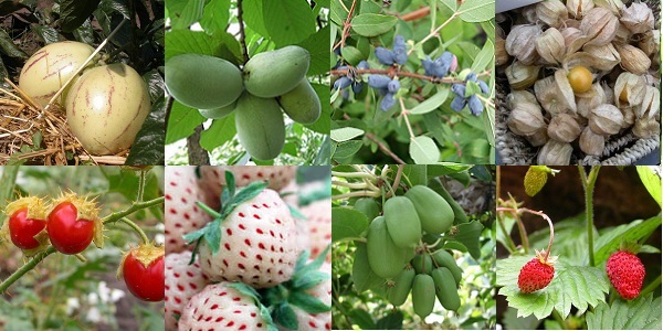 Fruit en kleinfruit