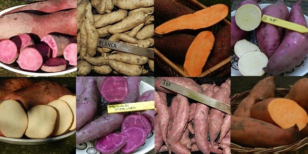 Zoete aardappelen